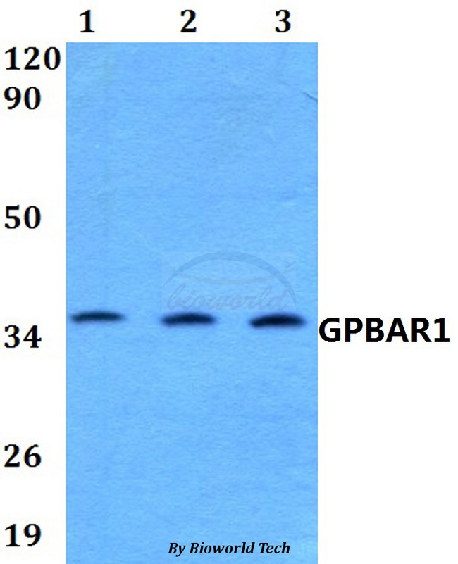 GPBAR1 / TGR5 Antibody - Western blot of GPBAR1 antibody at 1:500 dilution. Lane 1: HEK293T whole cell lysate. Lane 2: Raw264.7 whole cell lysate. Lane 3: PC12 whole cell lysate.