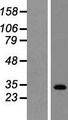 GPBAR1 / TGR5 Protein - Western validation with an anti-DDK antibody * L: Control HEK293 lysate R: Over-expression lysate