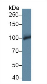 GPBB / PYGB Antibody - Western Blot; Sample: Mouse Cerebrum lysate; Primary Ab: 1µg/ml Rabbit Anti-Human PYGB Antibody Second Ab: 0.2µg/mL HRP-Linked Caprine Anti-Rabbit IgG Polyclonal Antibody