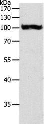GPBB / PYGB Antibody - Western blot analysis of HT-29 cell, using PYGB Polyclonal Antibody at dilution of 1:550.