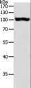 GPBB / PYGB Antibody - Western blot analysis of HT-29 cell, using PYGB Polyclonal Antibody at dilution of 1:550.