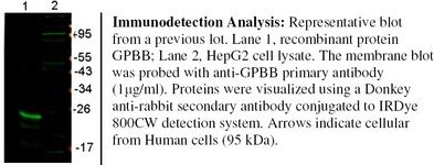 GPBB / PYGB Antibody - Immunodetection Analysis: Representative blot from a previous lot. Lane 1, recombinant protein GPBB; Lane 2, HepG2 cell lysate. The membrane blot was probed with anti-GPBB primary antibody (1µg/ml). Proteins were visualized using a Donkey anti-rabbit secondary antibody conjugated to IRDye 800CW detection system. Arrows indicate cellular from Human cells (95 kDa).