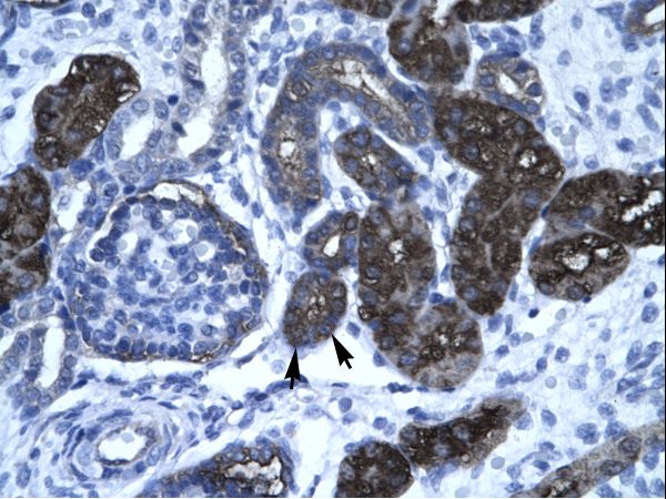 GPBP1 Antibody - IHC of human kidney.  This image was taken for the unconjugated form of this product. Other forms have not been tested.