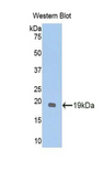 GPC1 / Glypican Antibody - Western blot of recombinant GPC1 / Glypican.  This image was taken for the unconjugated form of this product. Other forms have not been tested.