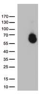 GPC1 / Glypican Antibody - HEK293T cells were transfected with the pCMV6-ENTRY control. (Left lane) or pCMV6-ENTRY GPC1. (Right lane) cDNA for 48 hrs and lysed. Equivalent amounts of cell lysates. (5 ug per lane) were separated by SDS-PAGE and immunoblotted with anti-GPC1. (1:500)