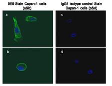 GPC1 / Glypican Antibody - At 1-10ug/ml, positive staining of human pancreatic carcinoma cell line Capan-1.
