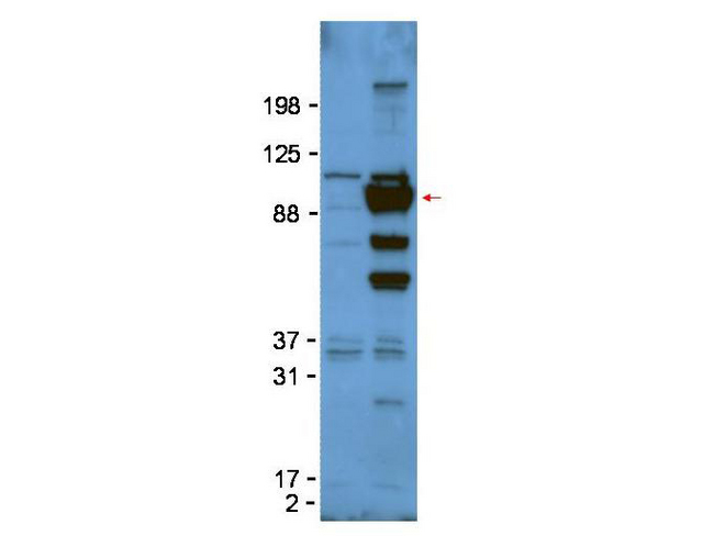 GPC1 / Glypican Antibody - Western Blot of rabbit anti-Glypican-1 antibody. Lane 1: untransfected 293T cell lysate. Lane 2: 293T whole cell lysate. Load: 50ug per lane. Primary antibody: Glypican-1 antibody at 1:1000 for overnight at 4°C. Secondary antibody: HRP Gt-a-Rabbit IgG diluted 1:5,000 at 4° C. Block: 5% BLOTTO overnight at 4°C. Predicted/Observed size: 61kDa, 61kDa for Glypican-1. Other band(s): 110kDa is likely due to the presence of the Fc-tag. Minor bands may represent post translational modifications of glypican-1.