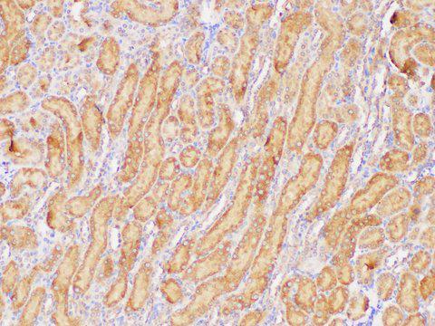 GPC1 / Glypican Antibody - Immunohistochemistry of paraffin-embedded Mouse kidney using GPC1 Polycloanl Antibody at dilution of 1:300