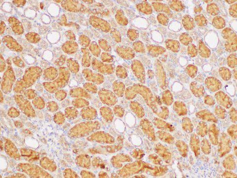 GPC1 / Glypican Antibody - Immunohistochemistry of paraffin-embedded Rat kidney using GPC1 Polycloanl Antibody at dilution of 1:300