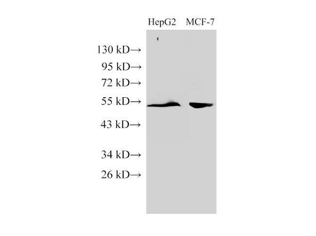 GPC1 / Glypican Antibody - Western Blot analysis of HepG2 and MCF-7 cells using GPC1 Polyclonal Antibody at dilution of 1:3000