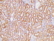 GPC1 / Glypican Antibody - Immunohistochemistry of paraffin-embedded Human kidney using GPC1 Polycloanl Antibody at dilution of 1:300