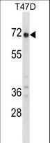 GPC2 / Glypican 2 Antibody - GPC2 Antibody western blot of T47D cell line lysates (35 ug/lane). The GPC2 antibody detected the GPC2 protein (arrow).