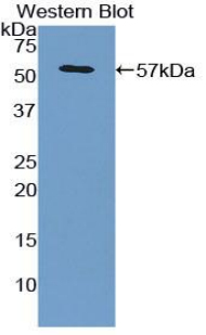 GPC3 / Glypican 3 Antibody - Western blot of recombinant GPC3 / Glypican 3.  This image was taken for the unconjugated form of this product. Other forms have not been tested.