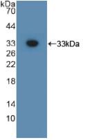 GPC3 / Glypican 3 Antibody - Western Blot; Sample: Recombinant GPC3, Mouse.