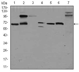 GPC3 / Glypican 3 Antibody - Western blot using GPC3 mouse monoclonal antibody against HepG2 (1), HEK293 (2), Jurkat (3), SK-N-SH (4), PC-12 (5), F9 (6)and Mouse liver (7) cell lysate.