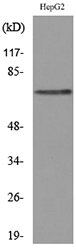 GPC3 / Glypican 3 Antibody - Western blot analysis of lysate from HepG2 cells, using GPC3 Antibody.