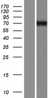 GPC3 / Glypican 3 Protein - Western validation with an anti-DDK antibody * L: Control HEK293 lysate R: Over-expression lysate