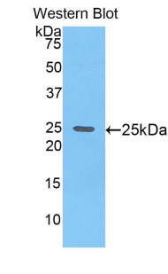 GPC4 / Glypican 4 Antibody - Western blot of recombinant GPC4 / Glypican 4.  This image was taken for the unconjugated form of this product. Other forms have not been tested.