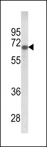 GPC4 / Glypican 4 Antibody - Western blot of GPC4 Antibody in 293 cell line lysates (35 ug/lane). GPC4 (arrow) was detected using the purified antibody.