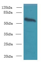 GPC4 / Glypican 4 Antibody - Western blot. All lanes: GPC4 antibody at 8 ug/ml+ Mouse brain tissue Goat polyclonal to rabbit at 1:10000 dilution. Predicted band size: 62 kDa. Observed band size: 62 kDa.