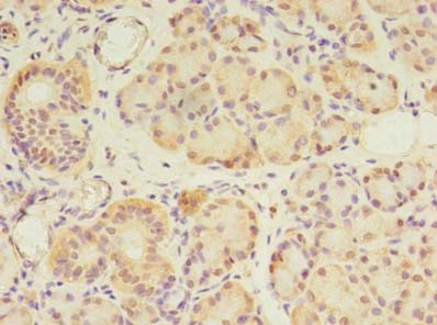 GPC4 / Glypican 4 Antibody - Immunohistochemistry of paraffin-embedded human pancreatic tissue using antibody at dilution of 1:100.