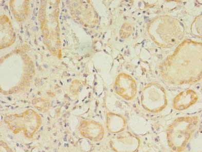 GPC4 / Glypican 4 Antibody - Immunohistochemistry of paraffin-embedded human kidney tissue using antibody at dilution of 1:100.