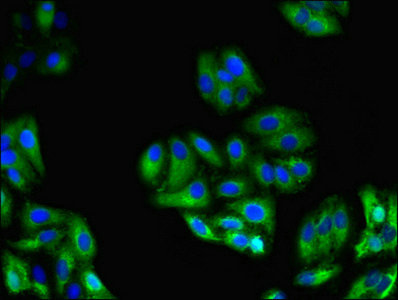 GPC4 / Glypican 4 Antibody - Immunofluorescent analysis of HepG2 cells using GPC4 Antibody at dilution of 1:100 and Alexa Fluor 488-congugated AffiniPure Goat Anti-Rabbit IgG(H+L)