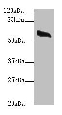 GPC4 / Glypican 4 Antibody - Western blot All lanes: GPC4 antibody at 8µg/ml + Mouse brain tissue Secondary Goat polyclonal to rabbit IgG at 1/10000 dilution Predicted band size: 63, 55 kDa Observed band size: 63 kDa