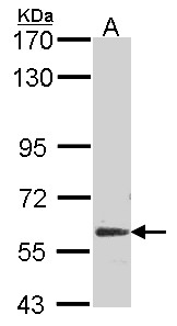GPC5 / Glypican 5 Antibody - Sample (30 ug of whole cell lysate). A: NT2D1. 7.5% SDS PAGE. Glypican 5 antibody. Glypican 5 / GPC5 antibody diluted at 1:500.