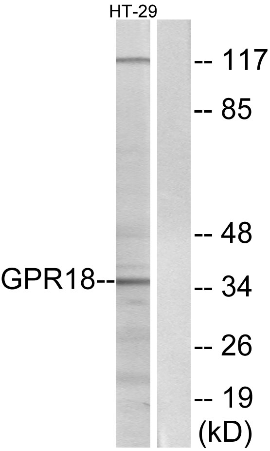 GPCRW / GPR18 Antibody - Western blot analysis of lysates from HT-29 cells, using GPR18 Antibody. The lane on the right is blocked with the synthesized peptide.