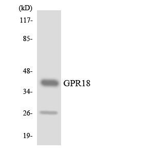 GPCRW / GPR18 Antibody - Western blot analysis of the lysates from HUVECcells using GPR18 antibody.