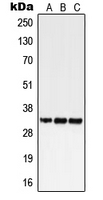 GPCRW / GPR18 Antibody - Western blot analysis of GPR18 expression in HEK293T (A); SP2/0 (B); H9C2 (C) whole cell lysates.