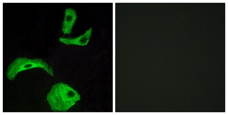 GPCRW / GPR18 Antibody - Peptide - + Immunofluorescence analysis of HeLa cells, using GPR18 antibody.