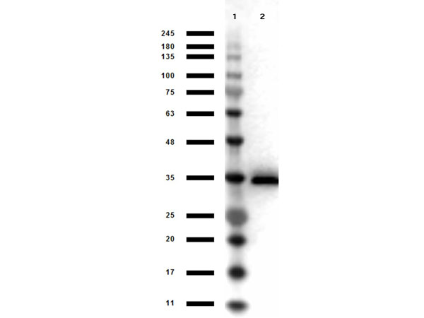 GPD1 Antibody - Western Blot results of Goat Anti-Glycerol 3 Phosphate-Dehydrogenase Peroxidase Conjugated. Lane 1: Opal Prestained Molecular weight Ladder Lane 2: Glycerol 3 Phosphate-Dehydrogenase. Load: 1µg. Primary Antibody: Goat anti-Glycerol 3 Phosphate-Dehydrogenase Peroxidase Conjugated Antibody at 1µg/mL overnight at 4°C. Secondary Antibody: Donkey Anti-Goat HRP at 1:40,000 for 30min at RT. Blocking: BlockOut for 30 min at RT. Expect: ~37kDa.