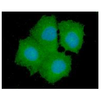 GPD1L Antibody - ICC/IF analysis of GPD1L in Hep3B cells line, stained with DAPI (Blue) for nucleus staining and monoclonal anti-human GPD1L antibody (1:100) with goat anti-mouse IgG-Alexa fluor 488 conjugate (Green).