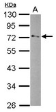 GPD2 Antibody - Sample (30 ug of whole cell lysate) A: SK-N-SH 10% SDS PAGE GPD2 antibody diluted at 1:1000