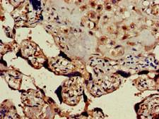 GPER1 / GPR30 Antibody - Immunohistochemistry of paraffin-embedded human placenta tissue at dilution of 1:100