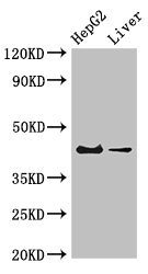 GPER1 / GPR30 Antibody - Western Blot Positive WB detected in:HepG2 whole cell lysate,Mouse liver tissue All Lanes:GPER1 antibody at 4µg/ml Secondary Goat polyclonal to rabbit IgG at 1/50000 dilution Predicted band size: 43 KDa Observed band size: 43 KDa