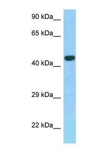 GPER1 / GPR30 Antibody - GPER / GPR30 antibody Western blot of Fetal Kidney lysate. Antibody concentration 1 ug/ml.  This image was taken for the unconjugated form of this product. Other forms have not been tested.