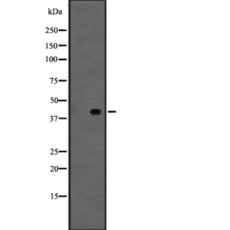 GPER1 / GPR30 Antibody - Western blot analysis of GPR30 expression in HepG2 cells lysate. The lane on the left is treated with the antigen-specific peptide.