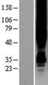 GPER1 / GPR30 Protein - Western validation with an anti-DDK antibody * L: Control HEK293 lysate R: Over-expression lysate