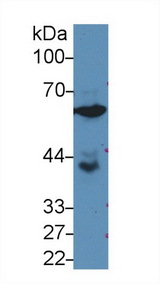 GPI Antibody - Western Blot; Sample: Human PC3 cell lysate; Primary Ab: 3µg/ml Rabbit Anti-Rat GPI Antibody Second Ab: 0.2µg/mL HRP-Linked Caprine Anti-Rabbit IgG Polyclonal Antibody