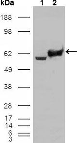 GPI Antibody - GPI Antibody in Western Blot (WB)