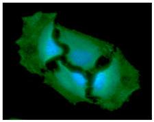 GPI Antibody - ICC/IF analysis of GPI in HeLa cells line, stained with DAPI (Blue) for nucleus staining and monoclonal anti-human GPI antibody (1:100) with goat anti-mouse IgG-Alexa fluor 488 conjugate (Green).
