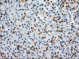 GPI Antibody - Immunohistochemical staining of paraffin-embedded Human pancreas tissue using anti-GPI mouse monoclonal antibody. (Dilution 1:50).