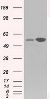 GPI Antibody - HEK293T cells were transfected with the pCMV6-ENTRY control (Left lane) or pCMV6-ENTRY GPI (Right lane) cDNA for 48 hrs and lysed. Equivalent amounts of cell lysates (5 ug per lane) were separated by SDS-PAGE and immunoblotted with anti-GPI.