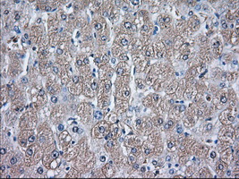 GPI Antibody - Immunohistochemical staining of paraffin-embedded Human liver tissue using anti-GPI mouse monoclonal antibody. (Dilution 1:50).