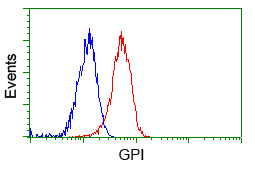 GPI Antibody - Flow cytometric Analysis of Jurkat cells, using anti-GPI antibody, (Red), compared to a nonspecific negative control antibody, (Blue).