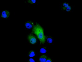 GPI Antibody - Anti-GPI mouse monoclonal antibody  immunofluorescent staining of COS7 cells transiently transfected by pCMV6-ENTRY GPI.