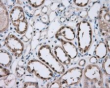 GPI Antibody - IHC of paraffin-embedded Kidney tissue using anti-GPI mouse monoclonal antibody. (Dilution 1:50).